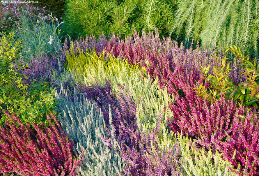 Що посадити на кладовищі: невибагливі рослини, які ростуть роками