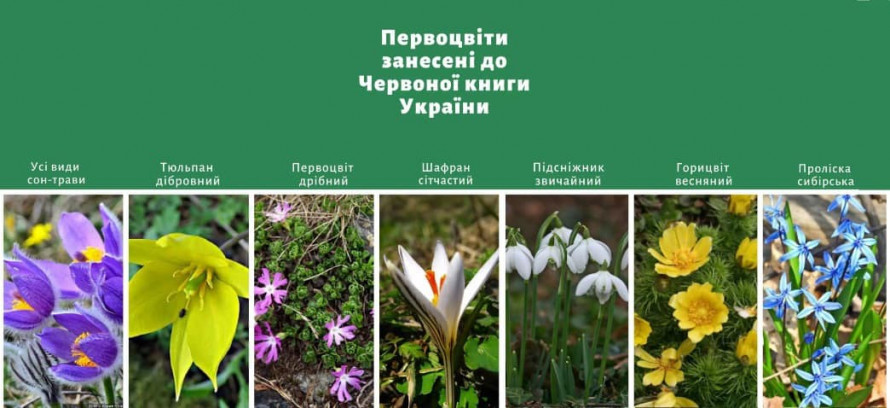 Краса не для букета: за які весняні квіти криворіжців штрафуватимуть