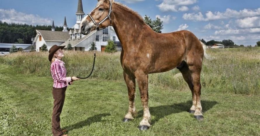 Найбільша порода коней: історія й феномен шайрів