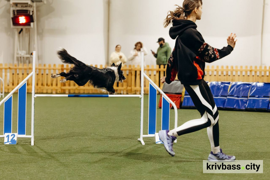 Чотирилапі чемпіони: попри труднощі з тренуваннями собаки з кінологічного загону "Антарєс" вибороли 10 медалей