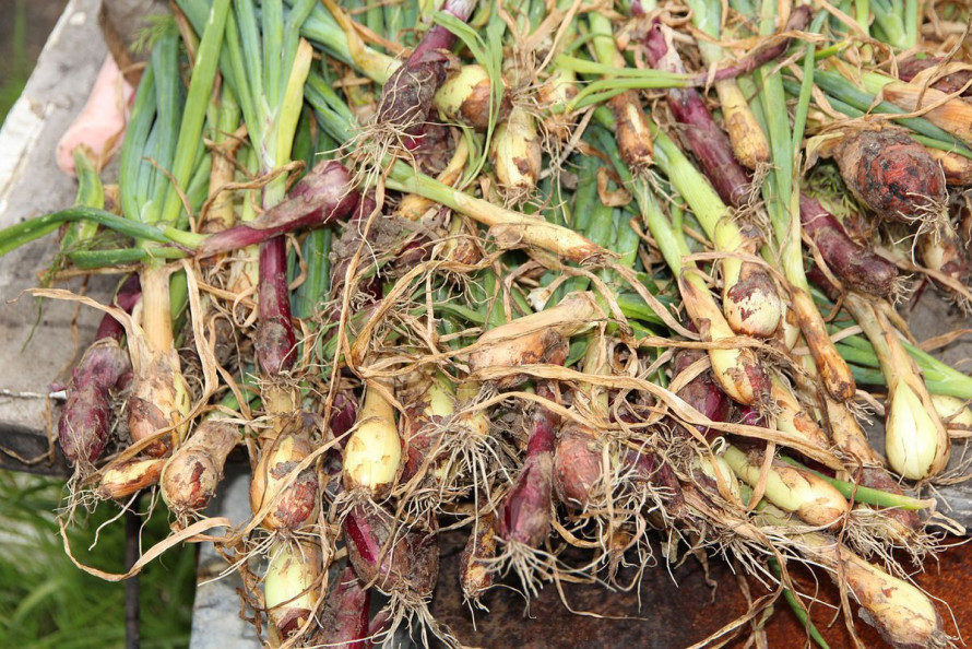 Чому сохне та жовтіє пір’я цибулі: головні причини і рішення