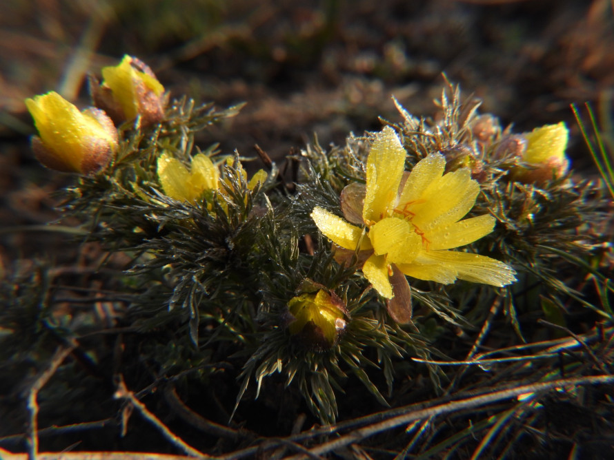 Весна не чекає: під  Кривим Рогом зацвіли рідкісні первоцвіти з Червоної книги
