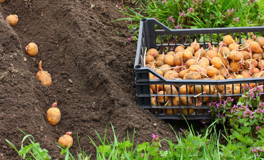 Як не помилитися з вибором посадкової картоплі: поради городникам