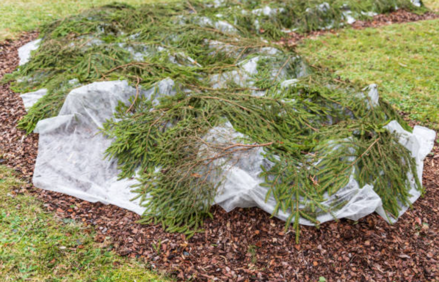 Як захистити рослини від морозу: перевірені лайфхаки для саду