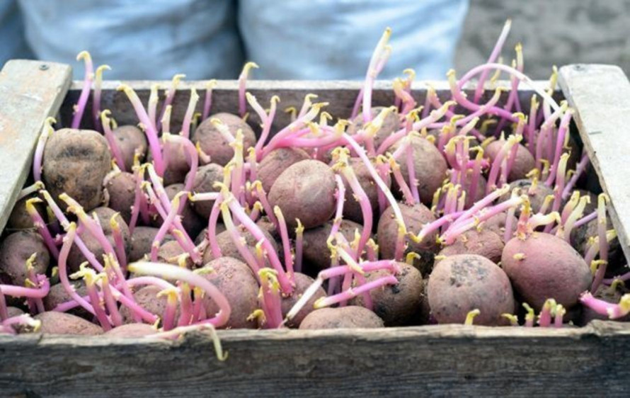 Варіння не допоможе: які продукти залишаються отруйними після приготування