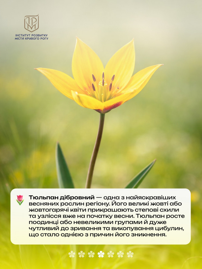 Не тільки руда: рідкісні квіти Криворіжжя, що ростуть поруч із кар’єрами
