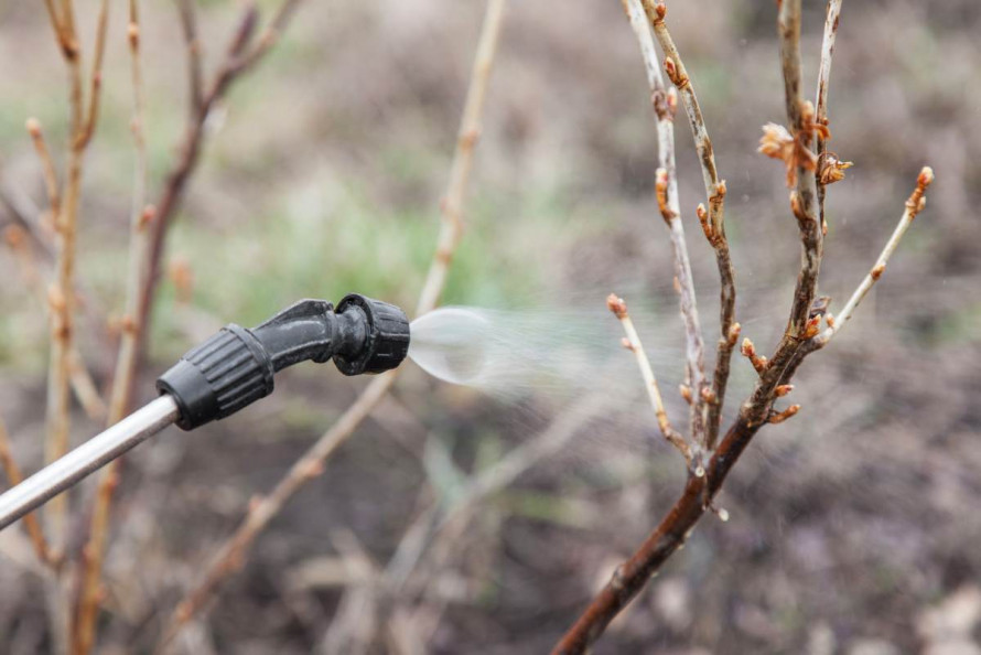 Як захистити рослини від морозу: перевірені лайфхаки для саду