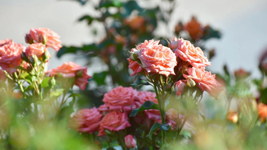 Щоб троянди пишно цвіли: як правильно пересаджувати кущі