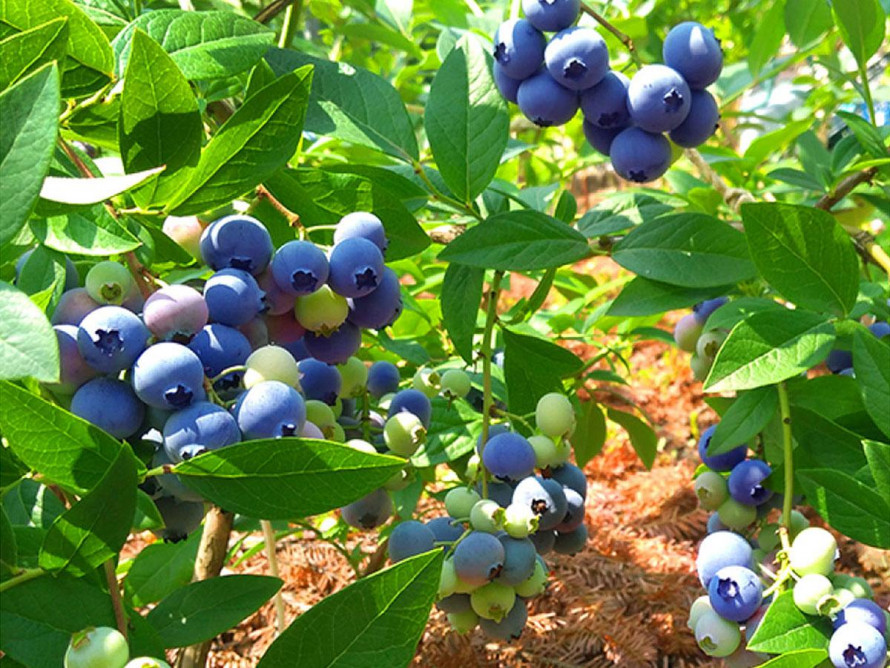 Як виростити лохину вдома з ягід із супермаркету