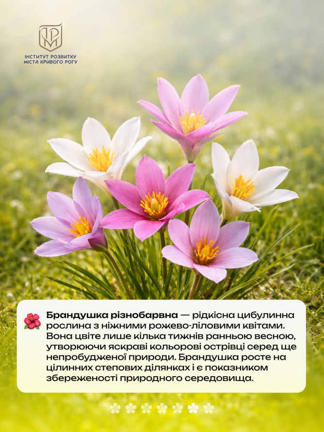 Не тільки руда: рідкісні квіти Криворіжжя, що ростуть поруч із кар’єрами