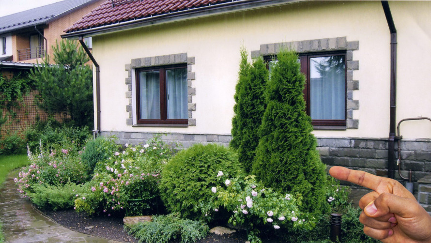 Чому тую не радять садити біля дому: забобони і реальні причини