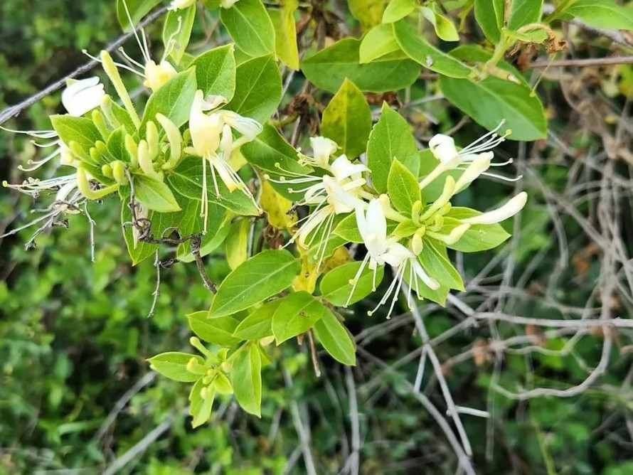 Які квіти не варто садити на дачі, щоб не боротися з ними роками