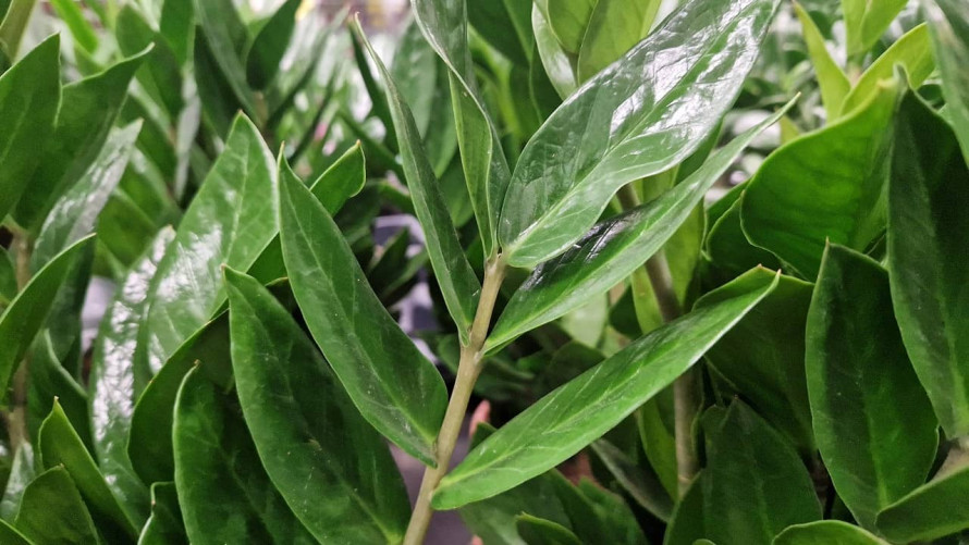 Що в домі притягує гроші: перевірені прикмети та поради