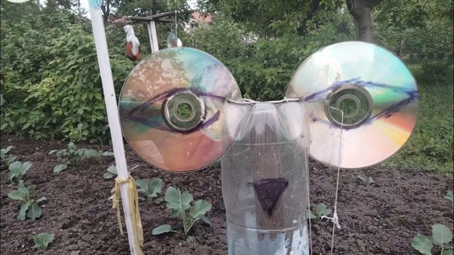Як відлякати голубів і птахів від саду: простий трюк із CD-дисками