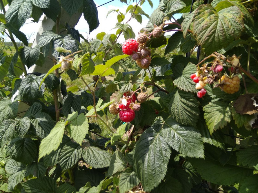 Як правильно підживити малину навесні для щедрого врожаю