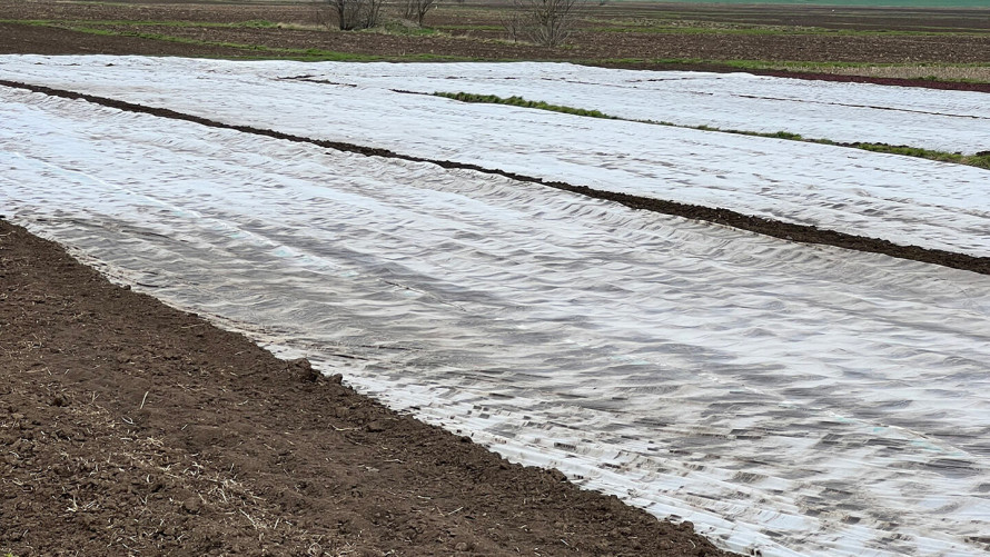 Як захистити рослини від морозу: перевірені лайфхаки для саду