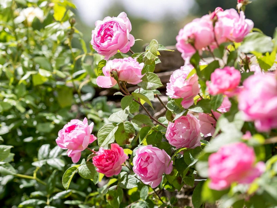 Щоб троянди пишно цвіли: як правильно пересаджувати кущі