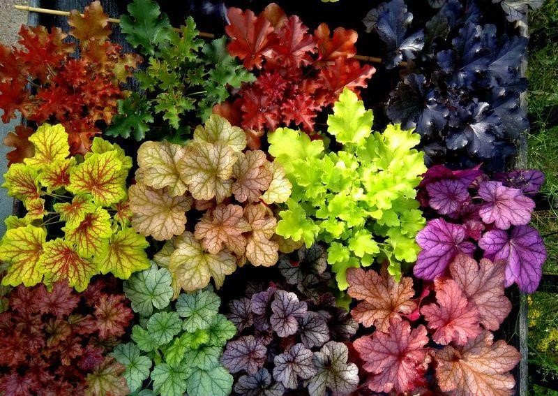 Як прибрати бур’яни назавжди: простий спосіб без хімії