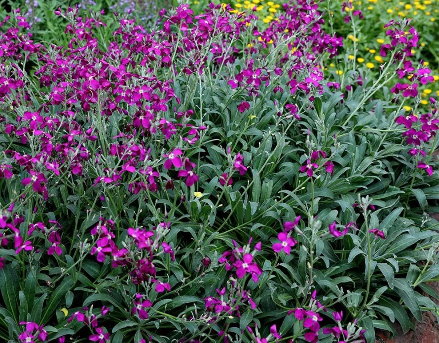 Чому матіолу вважали оберегом дому: маловідомі прикмети та традиції