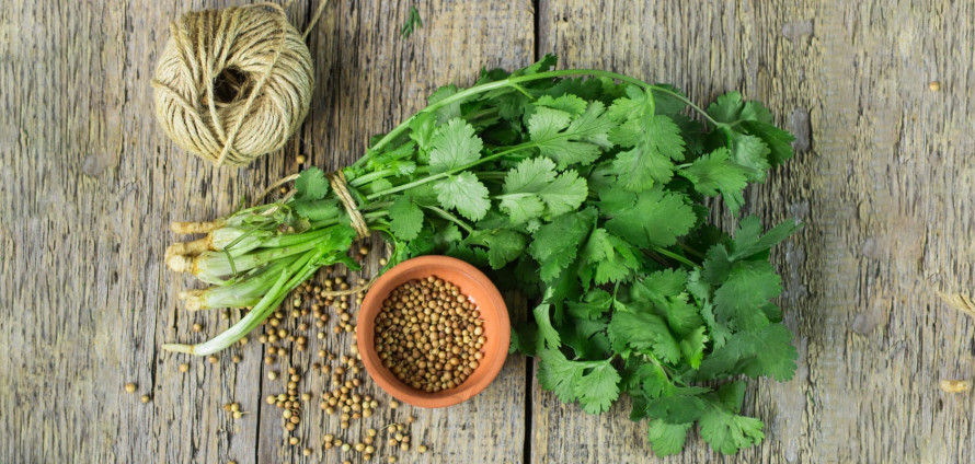 Чому кінза корисна: властивості та користь для здоров’я