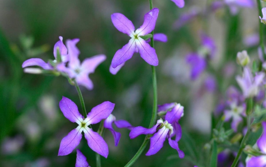 Чому матіолу вважали оберегом дому: маловідомі прикмети та традиції