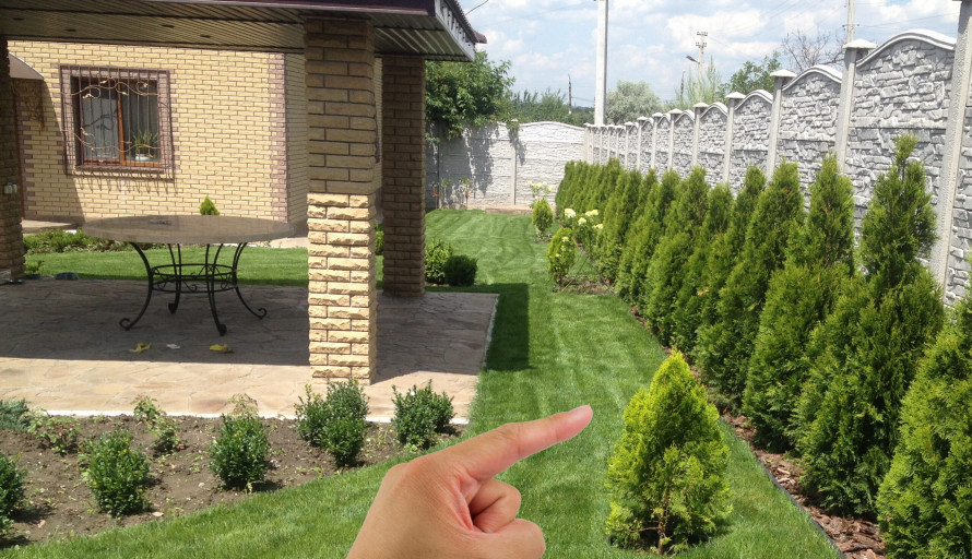 Чому тую не радять садити біля дому: забобони і реальні причини