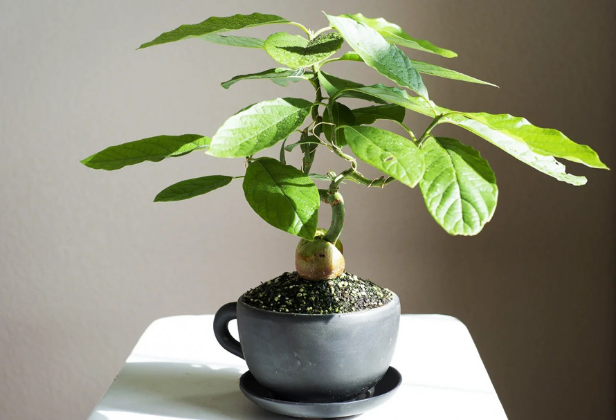 Чи можна виростити авокадо вдома: практичні поради та нюанси