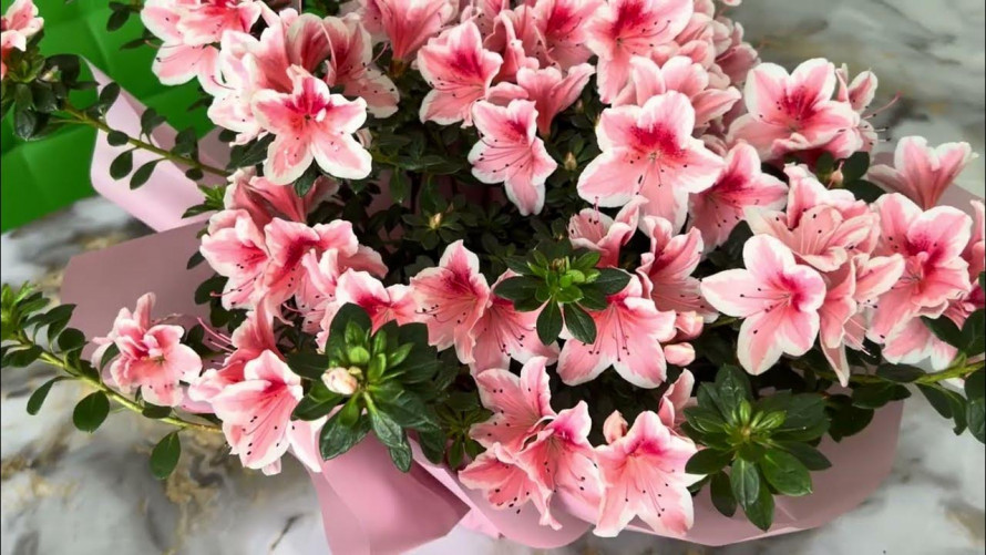 Сад під загрозою: що не можна обрізати навесні