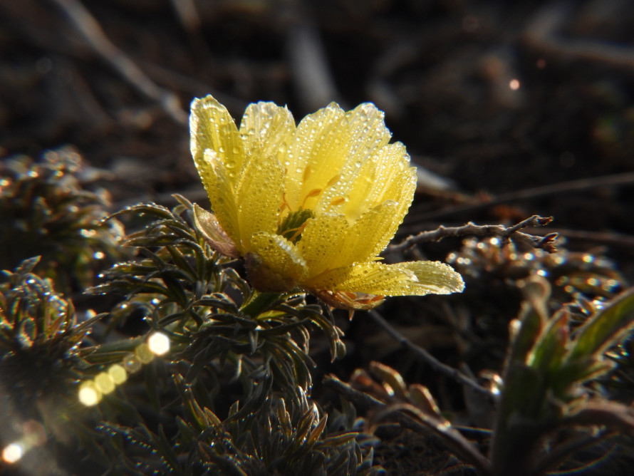 Весна не чекає: під  Кривим Рогом зацвіли рідкісні первоцвіти з Червоної книги