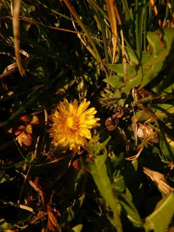 Весна не чекає: під  Кривим Рогом зацвіли рідкісні первоцвіти з Червоної книги