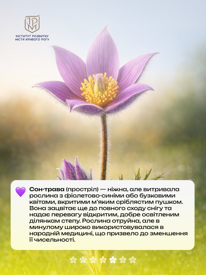 Не тільки руда: рідкісні квіти Криворіжжя, що ростуть поруч із кар’єрами