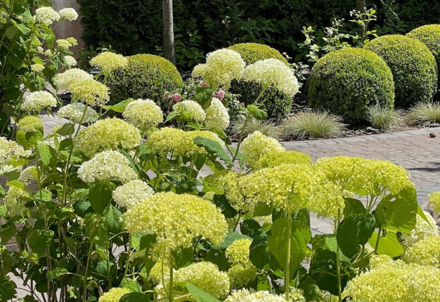 Як не зіпсувати цвітіння саду: правила весняної обрізки рослин
