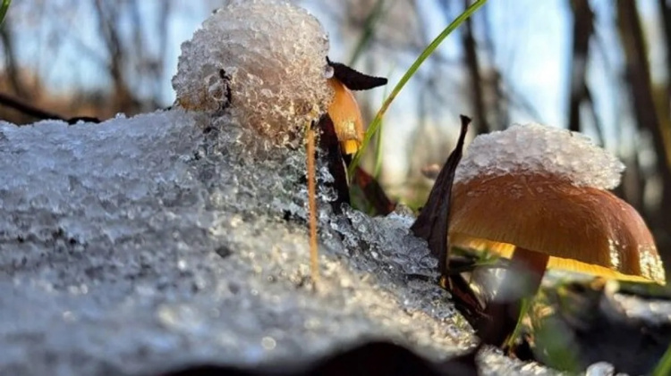 Не лише сніг: які гриби ростуть у лісі в грудні - фото з відкритих джерел