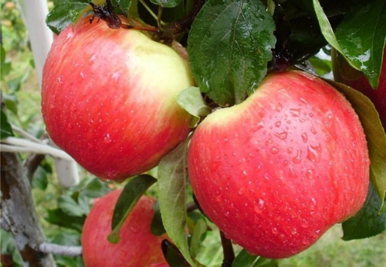 В Україні стартував яблучний сезон: які ціни