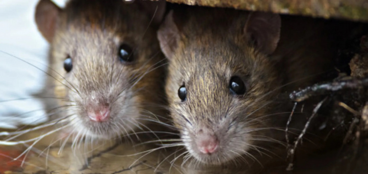 Як захистити дім від щурів: дешевий і природний спосіб - фото з відкритих джерел
