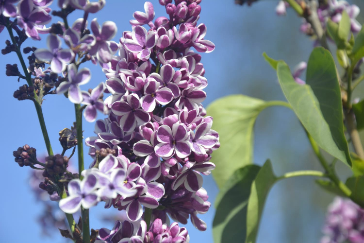 Квітіння бузку, фото Криворізького ботанічного саду 