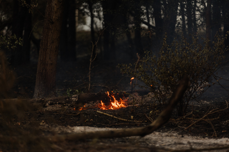 Екосистеми Дніпропетровщини палають, фото пресслужби Дніпропетровської ОВА