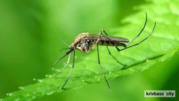 фото з відкритих джерел 