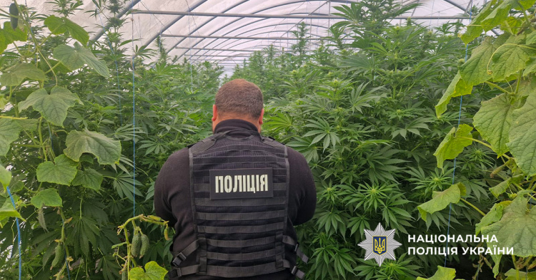 «Огірки» з сюрпризом: на Дніпропетровщині поліцейські розкрили теплицю з коноплями на 7 мільйонів