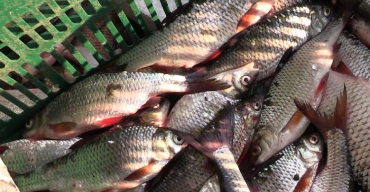 Возле Кривого Рога работники охраны водоёмов два года незаконно вылавливали рыбу