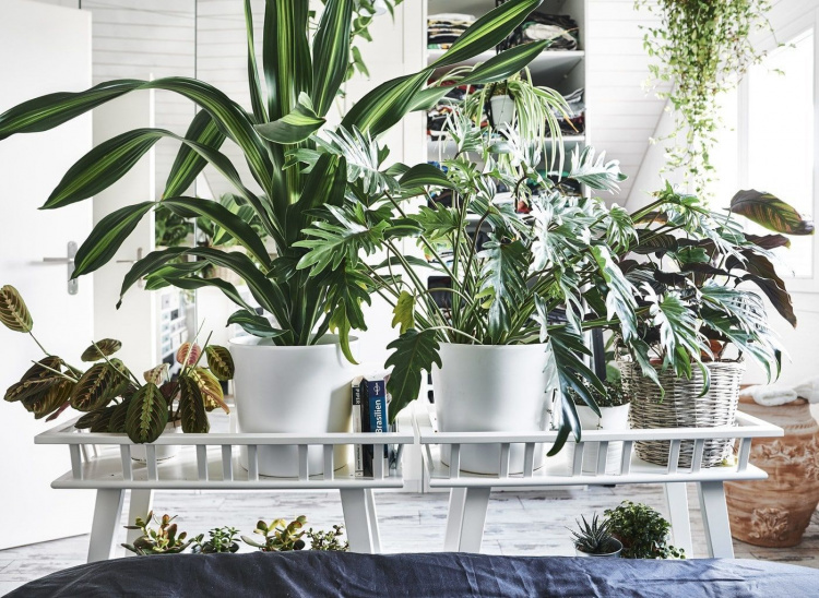 Ефектні кімнатні рослини, які варто мати у кожному домі - фото з відкритих джерел