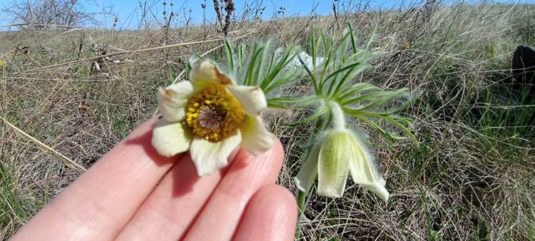 Унікальна квітка з Червоної книги: на Криворіжжі знайшли рідкісну білу сон-траву (ФОТО)