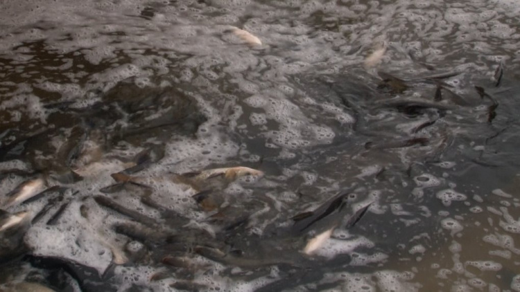 Зарибленні водойм, фото Суспільне