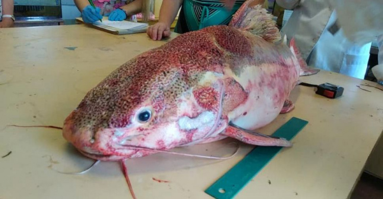 Рыба моей мечты: в Кривом Роге выловили 11-килограммового речного хищника (фото)