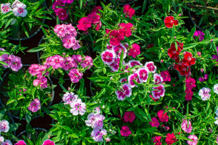 Квіти, що витісняють бур’яни: красиво і практично - фото з відкритих джерел