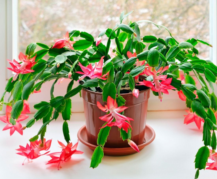 Як змусити різдвяник рясно цвісти - фото з відкритих джерел