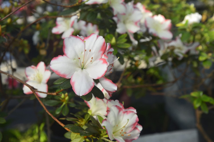 Фото Криворізького ботанічного саду