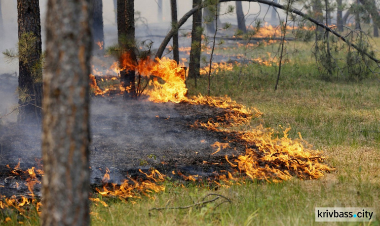 Днепропетровщина – один из лидеров по количеству лесных пожаров в Украине