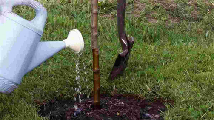 Час садити яблуні: чому осінь виграє у весни - фото з відкритих джерел