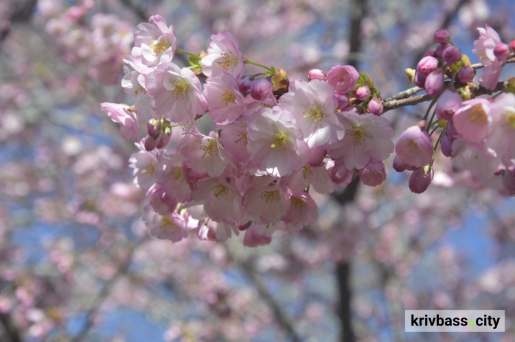 Фото Криворізького ботанічного саду